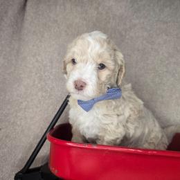 Blue - Parti male Goldendoodle puppy in Grovetown, Georgia from Snug-a-Doodles