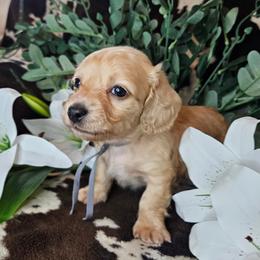 Dachshund Puppies from Buckwild Doxies