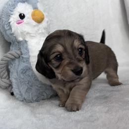 Dachshund Puppies from A Anchor Farm