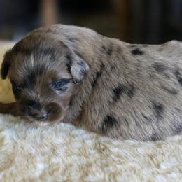 Ridge - Blue merle male Miniature Australian Shepherd puppy in Paris, Texas from Blue Envy Mini Aussies