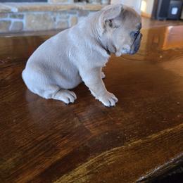 Chubby - Blue male French Bulldog puppy in Crane, Missouri from James River French Bulldogs