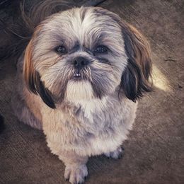 Brian - Brindle male Shih Tzu puppy in Victorville, California from RUMBLE n TUMBLE