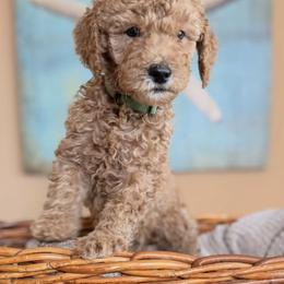Copper - Apricot male Poodle puppy in New Smyrna Beach, Florida from Regal Crest Poodles