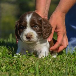 Mr. Scout - Liver and white male English Springer Spaniel puppy in Kingsport, Tennessee from Leandra's English Springer Spaniels