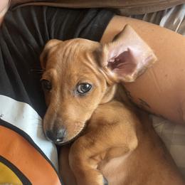 Big Red - Dapple male Dachshund puppy in Norman, Oklahoma from Mother of Dachshunds