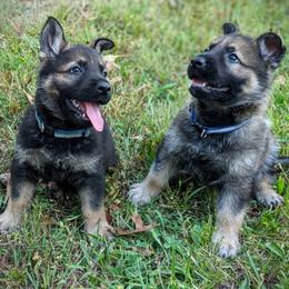 German Shepherd Puppies from Cintron K9