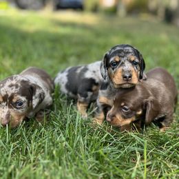 Dachshund Puppies from Weenie Bros