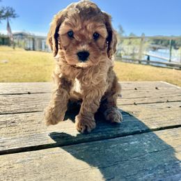 Cavachon, Cavalier King Charles Spaniel, and Cavapoo Puppies from LierChonPoo