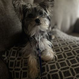 Aussiedoodle, Morkie, Poodle, Yorkipoo, and Yorkshire Terrier All Grown Up from X-F Kennels
