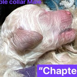 Chapter - White male Poodle puppy in Alaska from Rumor Haz It Kennels