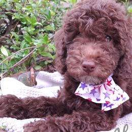 Green Collar - Chocolate Double Doodle puppy in Georgia from H & M Doodles