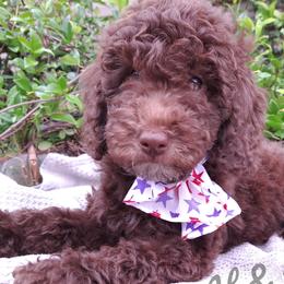 Green Collar - Chocolate Double Doodle puppy in Georgia from H & M Doodles