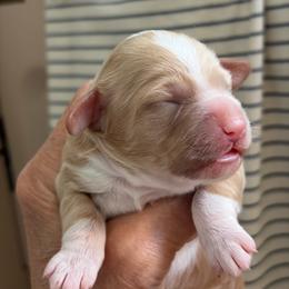 Botia - Buff and white female Cockapoo puppy in Sewell, New Jersey from Della Luna Cocker Spaniels Puppies