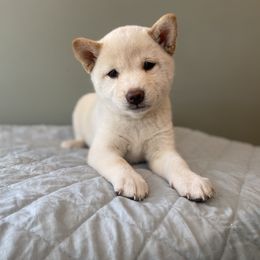 Sonny - Cream male Shiba Inu puppy in Monett, Missouri from Happy Tails Shiba Inus