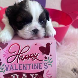 Koda - Tricolor male Shih Tzu puppy in Avondale, Arizona from Riley Family Shih Tzus