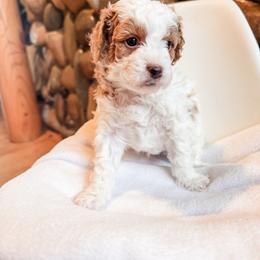 Fearless - Blenheim male Cavapoo puppy in Idaho Falls, Idaho from Freckle Paw Family