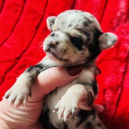 Oreo - Merle female Chihuahua puppy in Framingham, Massachusetts from Boston Chi Chis