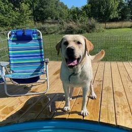 Tucker - Labrador Retriever