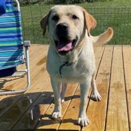 Tucker - Labrador Retriever