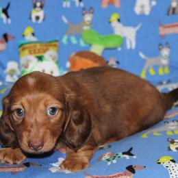 Gage - Dapple male Dachshund puppy in Staley, North Carolina from Langley Farms Dachshunds