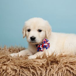 Spirit - Light golden Golden Retriever puppy in Heber City, Utah from Wasatch Back Companions