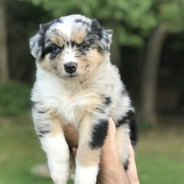Australian Shepherd Puppies from Roscommon Australian Shepherds