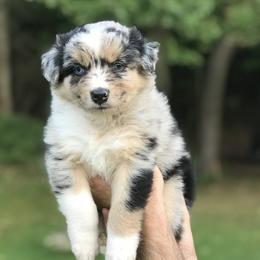 Australian Shepherd Puppies from Roscommon Australian Shepherds