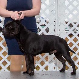 Coe - Staffordshire Bull Terrier
