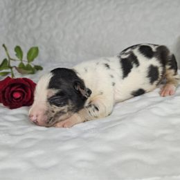 Spots - Blue merle male Catahoula Leopard Dog puppy in Doerun, Georgia from Twig and Tail Puppies