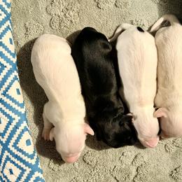 Dachshund Puppies from Libby’s Legacy Doxies LLC