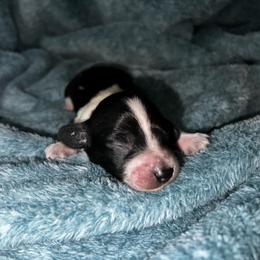 Anchor - Piebald male Dachshund puppy in La Junta, Colorado from Royal King’s Mini Dachshunds