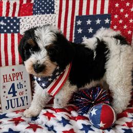 Tex - Tri-color male Cavapoo puppy in Underwood, Minnesota from Tru Cuddle Pups