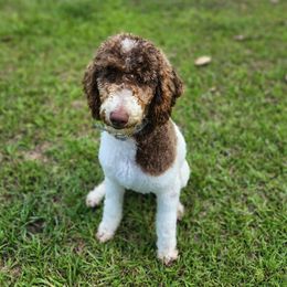 Goldendoodles and Poodles from Jericho Junction Doodles and Poodles