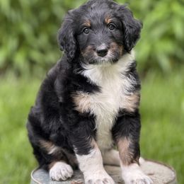 Dewey - Black tri-color female Aussiedoodle puppy in Germantown, Ohio from Doodle Patch Farm