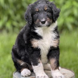 Dewey - Black tri-color female Aussiedoodle puppy in Germantown, Ohio from Doodle Patch Farm