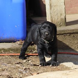 Labrador Retriever Puppies from Deep Hollow Labrador Retrievers