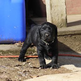 Labrador Retriever Puppies from Deep Hollow Labrador Retrievers