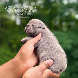 AKC Tofu - Blue male French Bulldog puppy in Powder Springs, Georgia from Twinkle Paws Frenchies and Yorkies