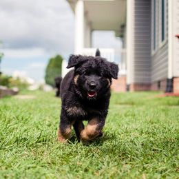 German Shepherd Puppies from Blue Bloods Haus German Shepherds