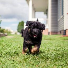 German Shepherd Puppies from Blue Bloods Haus German Shepherds