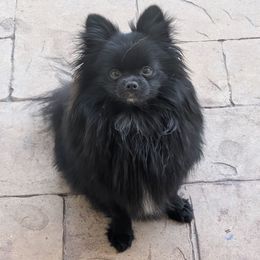 Raven - Pomeranian