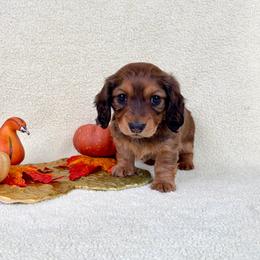 Sammy Salami - Sable female Dachshund puppy in Phelan, California from Desert Sunset Dachshunds