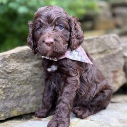 Bean - Liver and white female Springerdoodle puppy in Lisbon, Ohio from Willow Lane Doodles