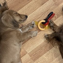 Dachshunds from Valley Long-Haired Dachshunds