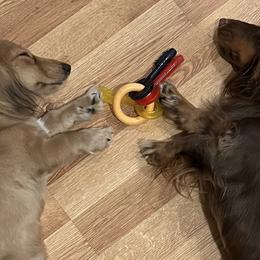 Dachshunds from Valley Long-Haired Dachshunds