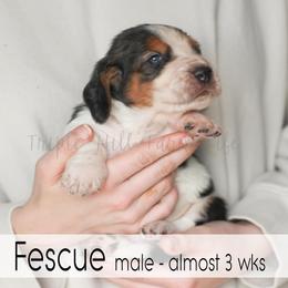 Fescue - Black white and brown male Basset Hound puppy in Jefferson City, Missouri from Triple Hill Farm