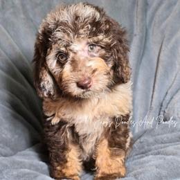 Kiri - Brown merle female Aussiedoodle puppy in Cleveland, Georgia from Jam's Doodles And Poodles