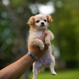 Paris - Cream and white female Chihuahua puppy in Knowlton Township, New Jersey from Augenblick Kennels