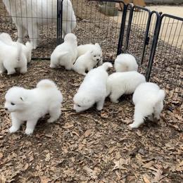 Boy 1 - White male Samoyed puppy in Glasgow, Kentucky from Bluegrass Samoyeds
