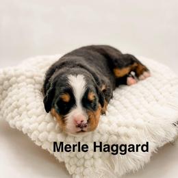 Merle Haggard - Black rust and white male Bernese Mountain Dog puppy in Hudson, Indiana from TurkeyCreek-K9